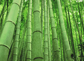 bamboo one