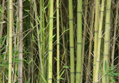 bamboo two