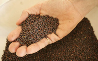 canola-seeds