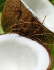 coconut