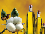 cotton-seed-oil-2