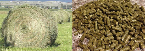 hay-pellets