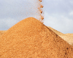 sawdust